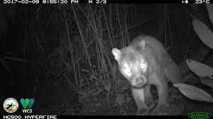 We did not find results for: Sulawesi S Mysterious Apex Predator