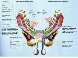 I tend to sweat a lot in that area. Human Body Diagram Groin Human Body Anatomy