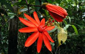 Amazon Rainforest Flowers Photos Info Thinkjungle Com