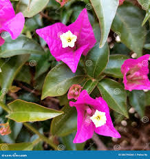 Image result for Nyctaginaceae