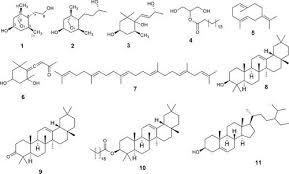 Image result for Rhaphiostylis