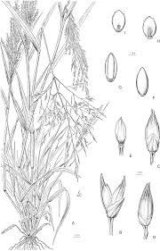 Image result for Panicum eickii