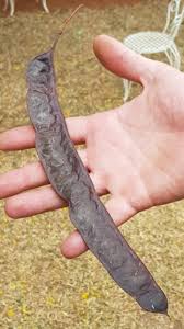 Image result for Acacia davyi