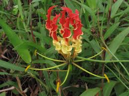 Image result for Colchicaceae