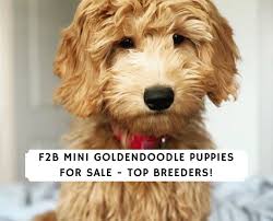 $2,200 poppy goldendoodle · harrisburg, pa. F2b Mini Goldendoodle Puppies For Sale Top 6 Breeders 2021 We Love Doodles
