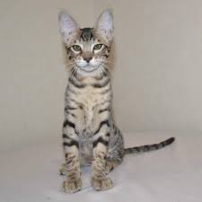 Savannah Kittens Kitten For Sale Savannah Cats Savannah Kitten Savannah Kittens For Sale Bengal Kitten