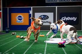 Puppy bowl returns to animal planet to celebrate a very special 1th anniversary in a championship battle for cuteness and barking rights. N48k8aybuiqitm