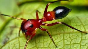 صور حشرة النمل الحمراء الخطيرة السامة Red Dangerous Ants Images عالم الصور Jumping Spider Ants Spider Species