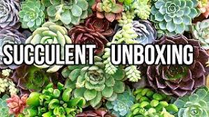 *all prices per plant* ship to all usa! The Succulent Source Unboxing Youtube
