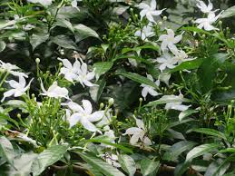 Image result for Tabernaemontana