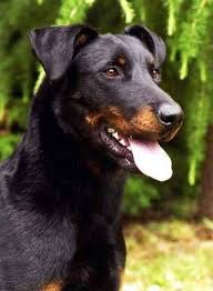 The ears are natural, but can be cropped on demand (extra for crop). France Berger De Beauce Beauceron Black Tan Uncropped Ears Dog Breeds Beauceron Dogs