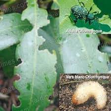 Na C Matodes Anti Vers Blancs Hannetons Et Otiorhynques Lutte Bio Vers Blanc Nematodes Ravageurs Du Jardin