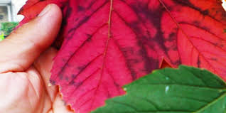 Where can i find the unique trees you referenced to in one of your detroit news/free press articles? Gardening Regal Petticoat Maple Offers Fine Colors