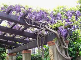 Grimpante australienne persistante au feuillage vert luisant spectaculaire pour sa longue. Choisir Une Plante Grimpante