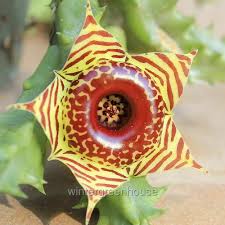 Image result for Huernia zebrina