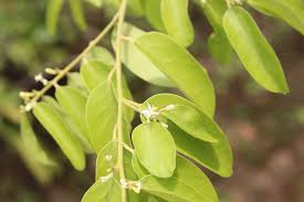 Image result for Olax pentandra