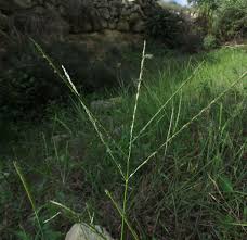 Image result for Digitaria setifolia