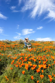 It's time to plant some seeds and get outdoors to see wildflowers and visit flower fields in southern california. The Ultimate Southern California Spring Wildflower Guide
