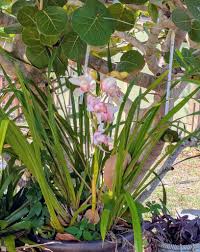 Image result for Hesperantha longicollis