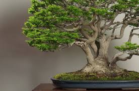 Image result for rosemary bonsai
