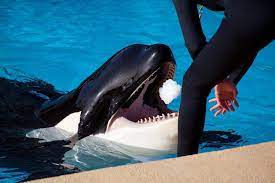 The orcas center provides programming and education in art, dance, theatre, and music. Der Mythos Der Zahnschaden Blog Loro Parque
