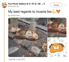 Muscle Fox Right Hook Dog Dogs Dog Memes Dog Images