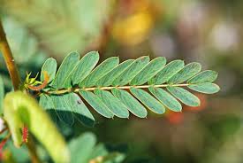 Image result for Chamaecrista parva