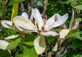Image result for magnolie sunsation