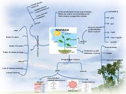 Check spelling or type a new query. Mind Map Tentang Respirasi