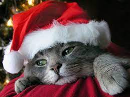 Smokey Christmas Cute Cats Merry Christmas Cat Pet Holiday