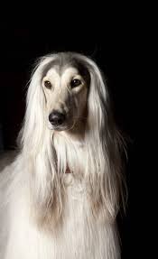 26 Important Hairstyles You Need To Try Right Now In 2020 Afghan Hound Tri Hair Styles