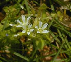 Image result for Cerastium glomeratum
