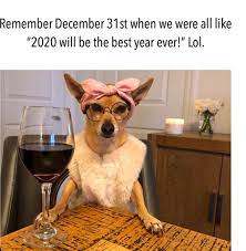 These Quarantine Dog Memes Will Make Your Day A Little Brighter It S Rosy