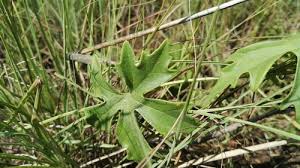 Image result for Trochomeria macrocarpa