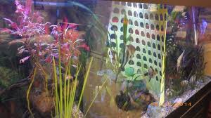 Here these various special photographs to give you smart ideas, maybe you will agree that these are very cool. Diy Tank Divider My Aquarium Club