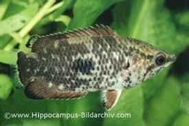 Ctenopoma Weeksii Benekli Cali Baligi 2020 Artemia Calilar Beslenme