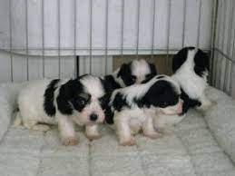 Come check out our amazing puppies! Havanese Puppies For Sale