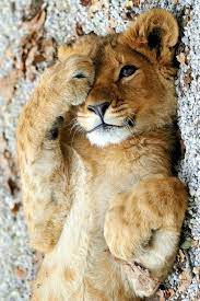 Cute Lion Cute Animals Animals Wild Cats
