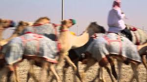 Our expertise in camel race. Qatar Al Shahaniya Courses De Dromadaires Entrainement Qatar Al Shahaniya Camel Race Youtube