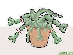 Christmas cactus pruning is not just for large plants, either. How To Prune A Christmas Cactus 12 Steps With Pictures