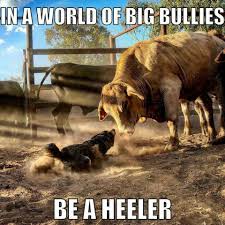 Pin By Lois Leader On Cattle Dawg Art Austrailian Cattle Dog Heeler Puppies Blue Heeler Dogs