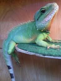 The chinese water dragon (physignathus cocincinus) is a species of agamid lizard native to china and mainland southeast asia. 33 Chinese Water Dragons Ideas Chinese Water Dragon Water Dragon Reptiles