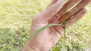 Image result for Dinebra