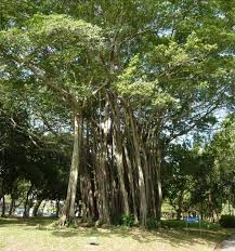 Image result for Ficus muelleriana