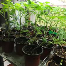 We did not find results for: Add On Tier For The Stack N Grow Light Gardener S Supply