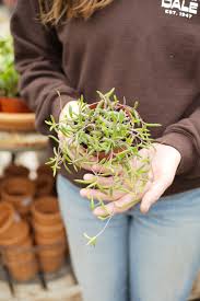 Image result for Senecio sp.no.4