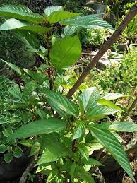 Maybe you would like to learn more about one of these? Khasiat Pokok Kancing Baju Butang Baju Jelita Di Malaysia Bahan Bahan Daripada Pohon Kancing Baju Digunakan Dalam Ubat Periuk Wanita Lepas Bersalin Dan Sebagai Salah Satu Bahan Maajun Untuk Orang Lelaki Ada Juga