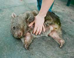 Discover more about australian animals with our list of 11 unique creatures. 5 Cute Australian Animals You Should See On Your Road Trip