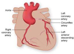 Coronary Circulation Coronary Circulation Cardiac Anatomy Heart Institute Coronary Circulation
