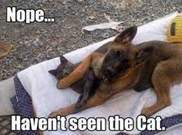 Nope Haven T Seen The Cat Pets Funnymemes Cuteanimals German Shepherd Funny Funny Dog Memes Cute Animal Memes